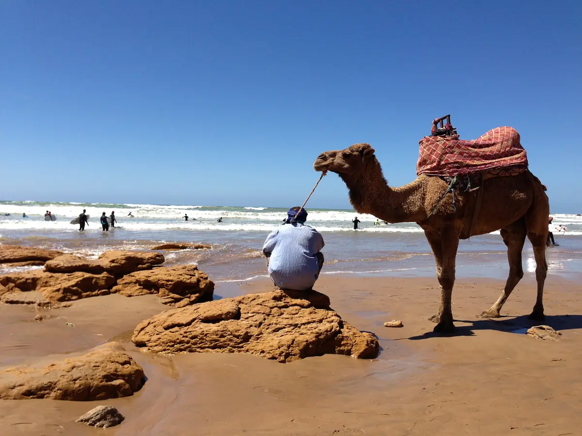 A camel on the beach at Taghazout
