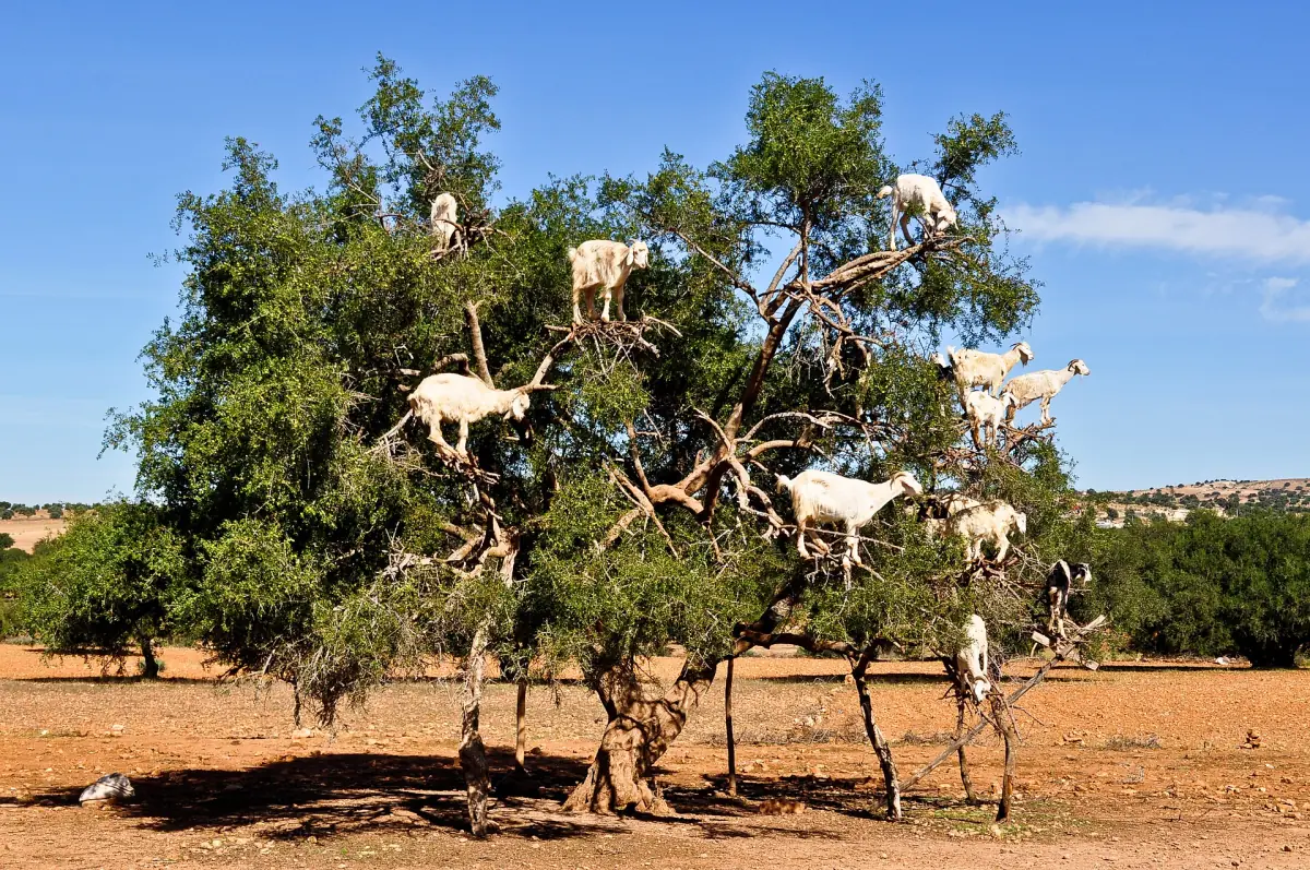 Goats climbing an argan tree
